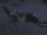 Unterwasserbilder Tauchfotos Nachttauchgang