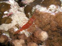 Unterwasserbilder Tauchfotos Nachttauchgang