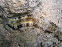 Unterwasserbilder Tauchfotos Nachttauchgang