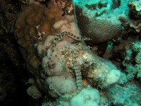 Unterwasserbilder Tauchfotos