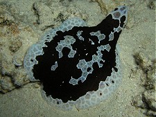 Unterwasserbilder Tauchfotos