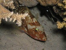 Unterwasserbilder Tauchfotos