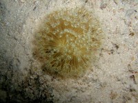 Unterwasserbilder Tauchfotos