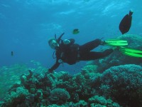 Unterwasserbilder Tauchfotos