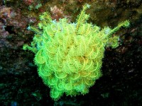 Unterwasserbilder Tauchfotos