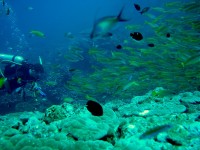 Unterwasserbilder Tauchfotos Similan Islands