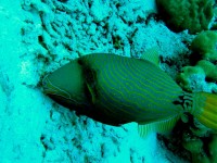 Unterwasserbilder Tauchfotos Similan Islands