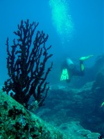 Unterwasserbilder Tauchfotos Similan Islands