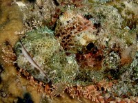 Unterwasserbilder Tauchfotos Similan Islands