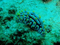 Unterwasserbilder Tauchfotos Similan Islands