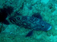 Unterwasserbilder Tauchfotos Similan Islands