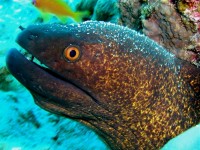 Unterwasserbilder Tauchfotos Similan Islands