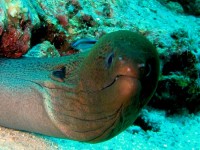 Unterwasserbilder Tauchfotos Similan Islands