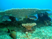 Unterwasserbilder Tauchfotos Similan Islands