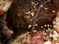 Unterwasserbilder Tauchfotos Similan Islands