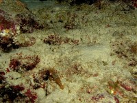 Unterwasserbilder Tauchfotos Similan Islands