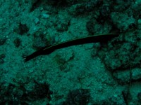 Unterwasserbilder Tauchfotos Similan Islands