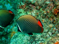 Unterwasserbilder Tauchfotos Similan Islands