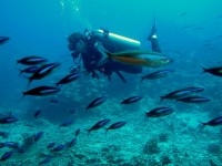 Unterwasserbilder Tauchfotos Similan Islands