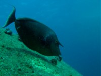 Unterwasserbilder Tauchfotos Similan Islands