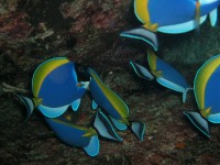 Unterwasserbilder Tauchfotos Similan Islands