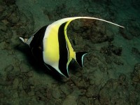 Unterwasserbilder Tauchfotos Similan Islands