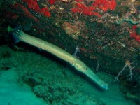 Unterwasserbilder Tauchfotos Similan Islands