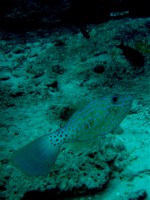 Unterwasserbilder Tauchfotos Similan Islands