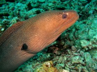 Unterwasserbilder Tauchfotos Similan Islands