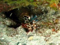 Unterwasserbilder Tauchfotos Similan Islands