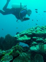 Unterwasserbilder Tauchfotos Similan Islands