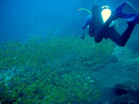 Unterwasserbilder Tauchfotos Similan Islands