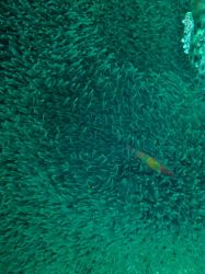 Unterwasserfotos Tauchbilder Tauchen Koh Bon - Similans - Andamanensee - Thailand