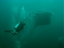 Unterwasserfotos Tauchbilder Tauchen in Khao Lak - Similans - Andamanensee - Thailand