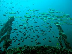 Unterwasserfotos Tauchbilder Tauchen Phuket Kings Cruiser Wrack - Thailand