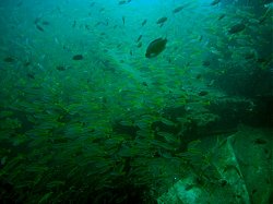 Unterwasserfotos Tauchbilder Tauchen Phuket Kings Cruiser Wrack - Thailand