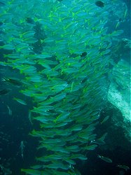 Unterwasserfotos Tauchbilder Tauchen Phuket Kings Cruiser Wrack - Thailand