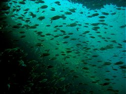 Unterwasserfotos Tauchbilder Tauchen Phuket Kings Cruiser Wrack - Thailand