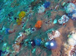 Unterwasserfotos Tauchbilder Tauchen in Khao Lak - Similans - Andamanensee - Thailand