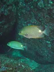 Unterwasserfotos Tauchbilder Tauchen in Khao Lak - Similans - Andamanensee - Thailand