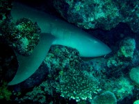 Unterwasserfotos Tauchbilder Marsa Alam