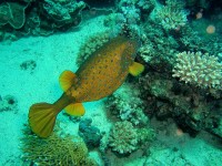 Unterwasserfotos Tauchbilder Marsa Alam