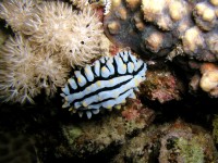 Unterwasserbilder Tauchfotos