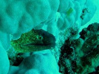 Unterwasserbilder Tauchfotos