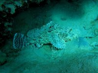 Unterwasserfotos Tauchbilder Marsa Alam