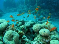 Unterwasserfotos Tauchbilder Marsa Alam