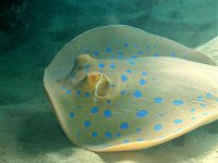 Unterwasserfotos Tauchbilder Marsa Alam