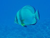 Unterwasserfotos Tauchbilder Marsa Alam