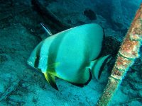 Unterwasserfotos Tauchbilder Marsa Alam