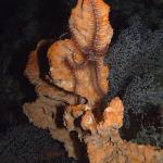 M0011519 a
